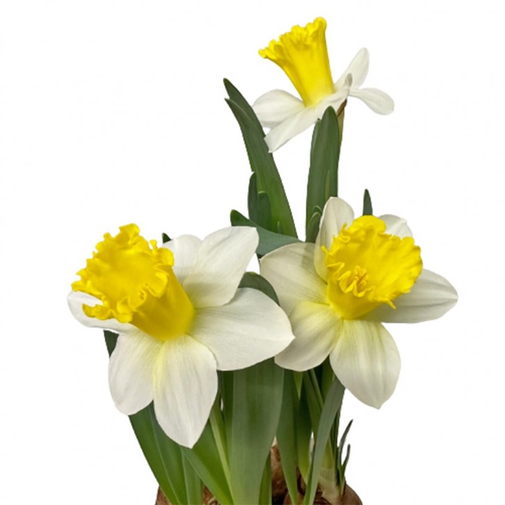Narcissus 水仙花 Daffodils (Decorum)