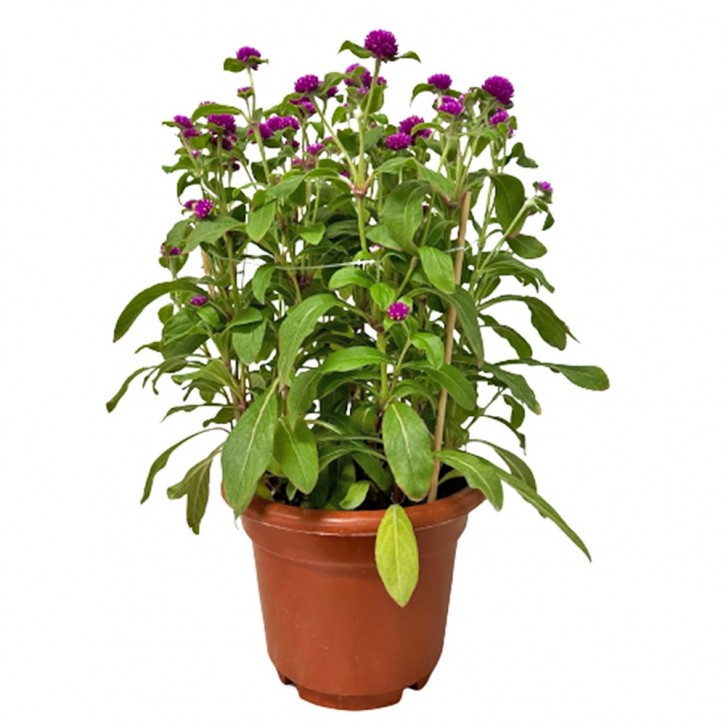 Gomphrena Globosa (Globe Amaranth)