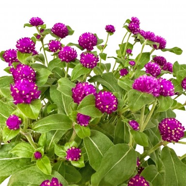 Gomphrena Globosa (Globe Amaranth)