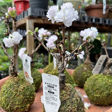 Moss Ball Sakura 旭山樱 Asahiyamasakura (JAPAN)