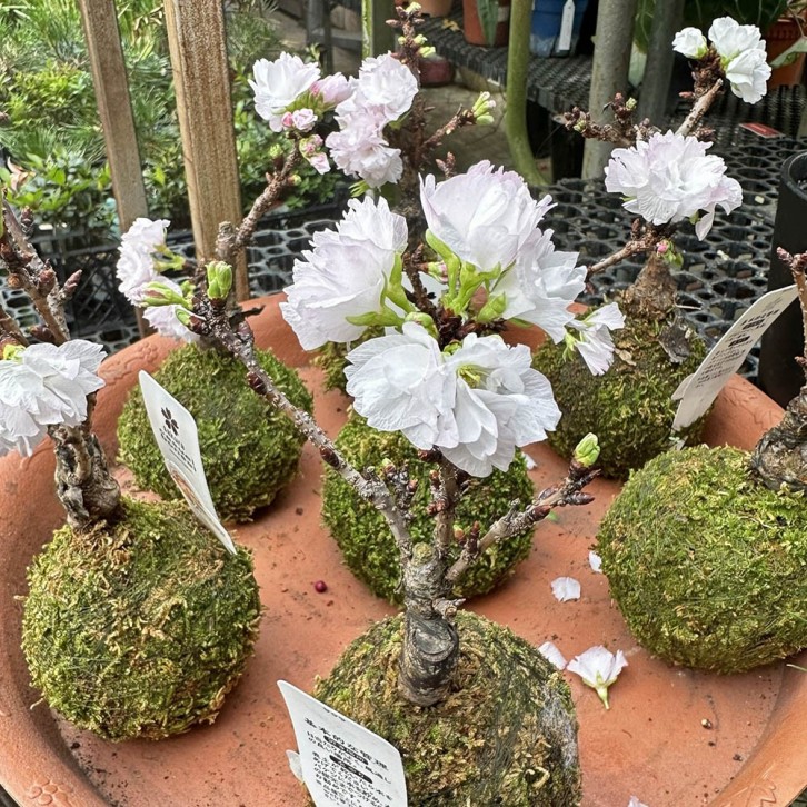 Moss Ball Sakura 旭山樱 Asahiyamasakura (JAPAN)