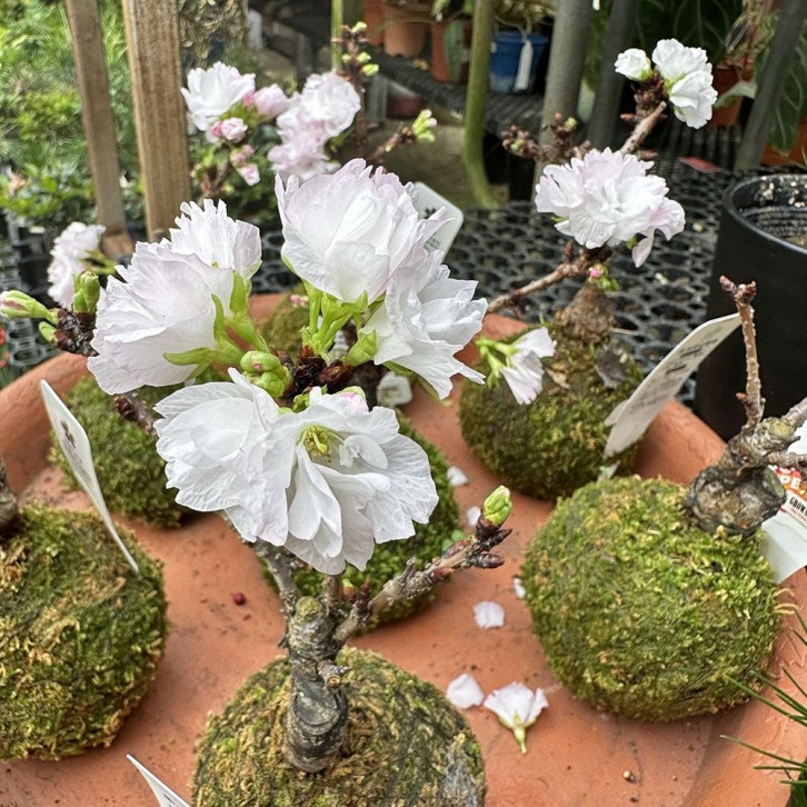 Moss Ball Sakura 旭山樱 Asahiyamasakura (JAPAN)