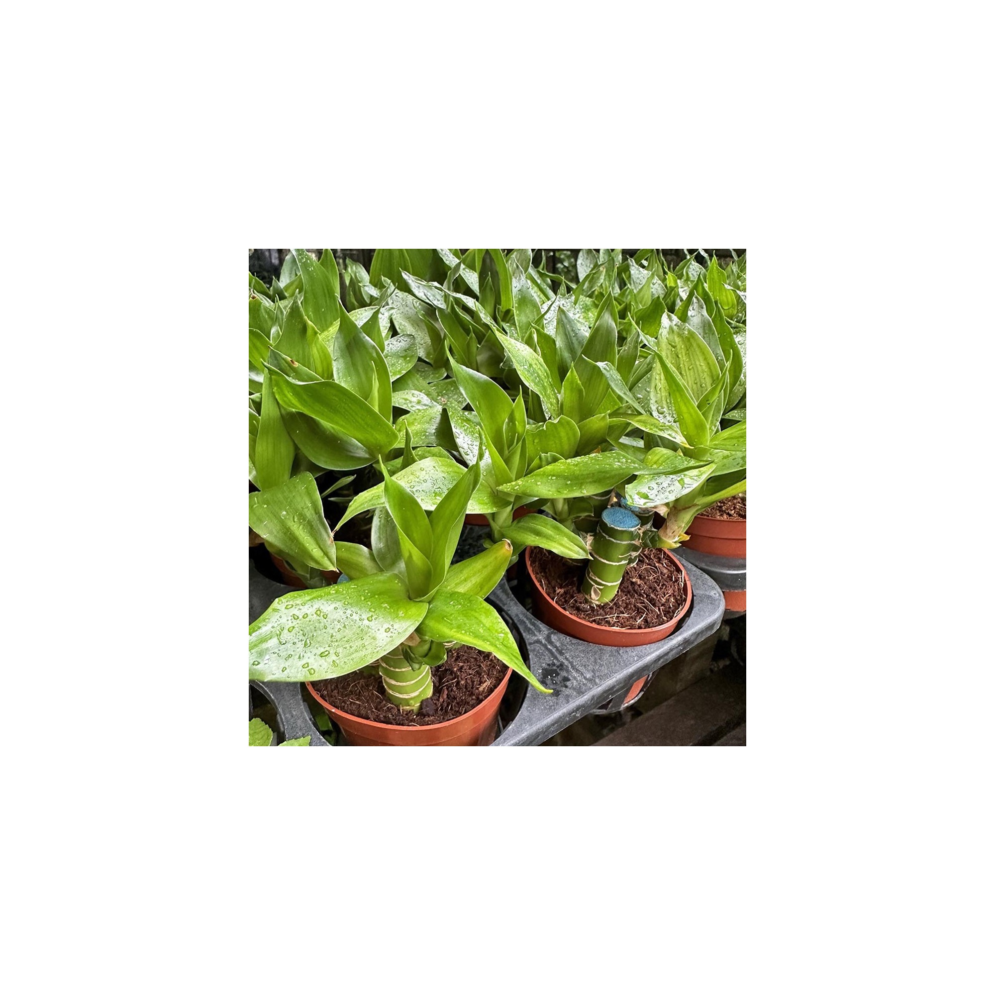 potted lucky bamboo (dracaena sanderiana)