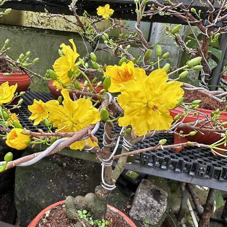 Apricot Blossoms Bonsai 滿地黃金 (Prunus armeniaca)