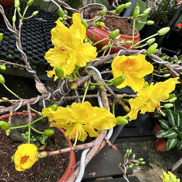 Apricot Blossoms Bonsai 滿地黃金 (Prunus armeniaca)