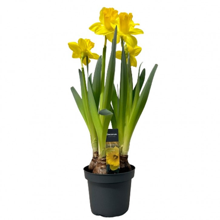 Narcissus 水仙花 Daffodils (Decorum)