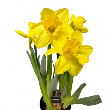 Narcissus 水仙花 Daffodils (Decorum)