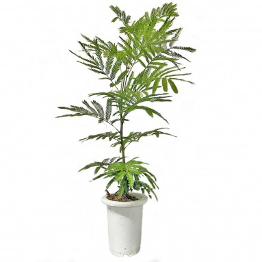 Everfresh Tree エバーフレッシュ (Pithecellobium Confertum)