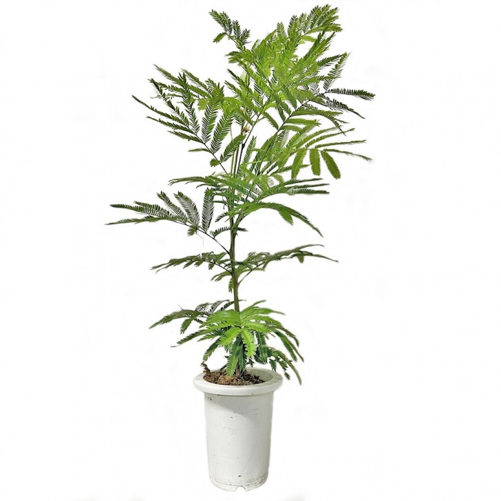 Everfresh Tree エバーフレッシュ (Pithecellobium Confertum) JAPAN