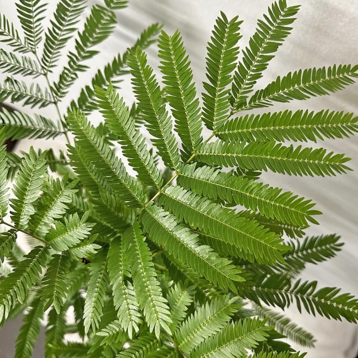 Everfresh Tree エバーフレッシュ (Pithecellobium Confertum) JAPAN
