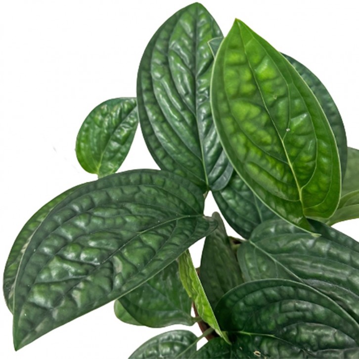 Monstera Karstenianum (Monstera Peru)