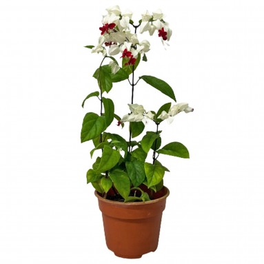 Clerodendrum Thomsonea (Bleeding Heart Vine)