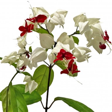 Clerodendrum Thomsonea (Bleeding Heart Vine)