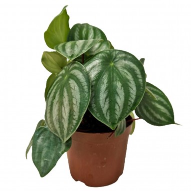 Peperomia Argyreia (Peperomia Watermelon)