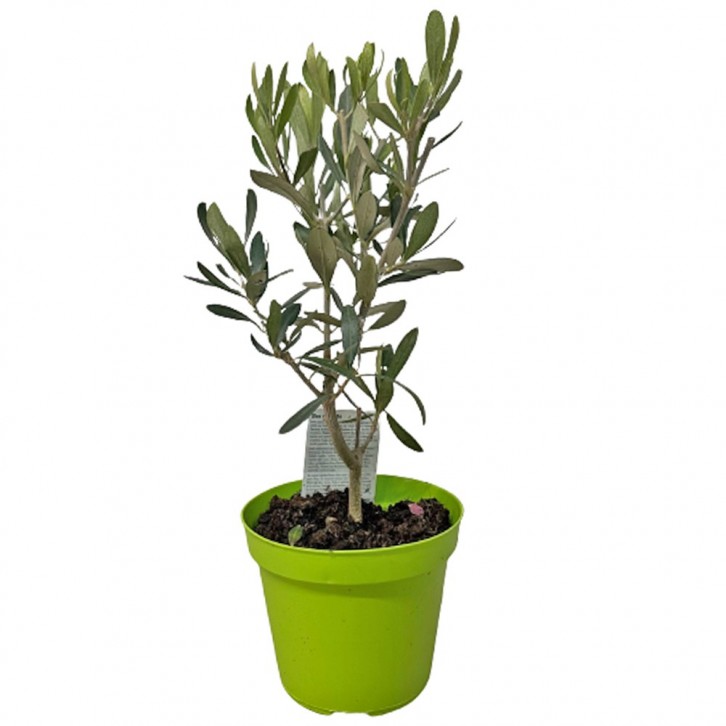 Olive Tree (Olea Europaea) HOLLAND