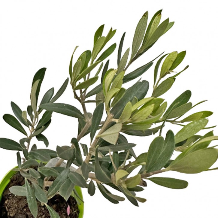 Olive Tree (Olea Europaea) HOLLAND