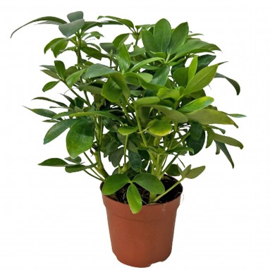 Schefflera Arboricola (Gold Capella Umbrella)