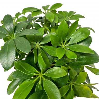 Schefflera Arboricola (Gold Capella Umbrella)