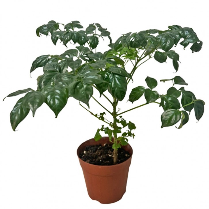 Radermachera Sinica 幸福树 (China Doll Plant)