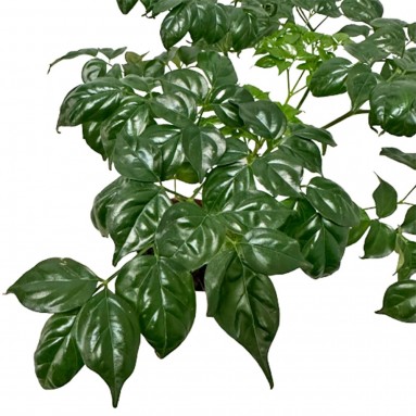 Radermachera Sinica 幸福树 (China Doll Plant)