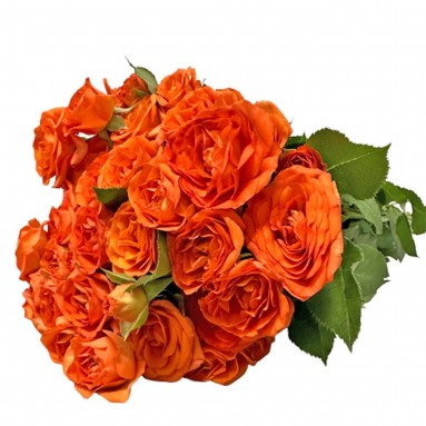 FreshCut Rose Spray