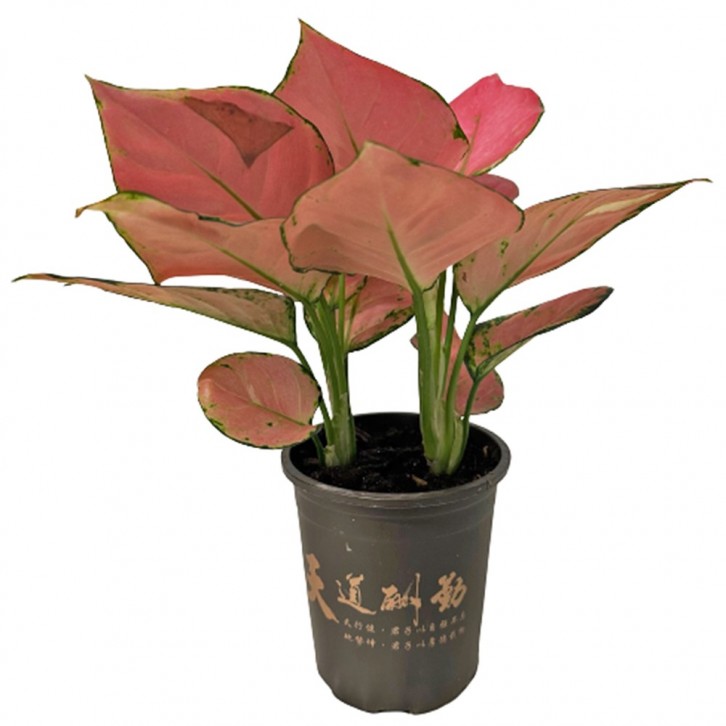 Aglaonema 'Lady Valentine'