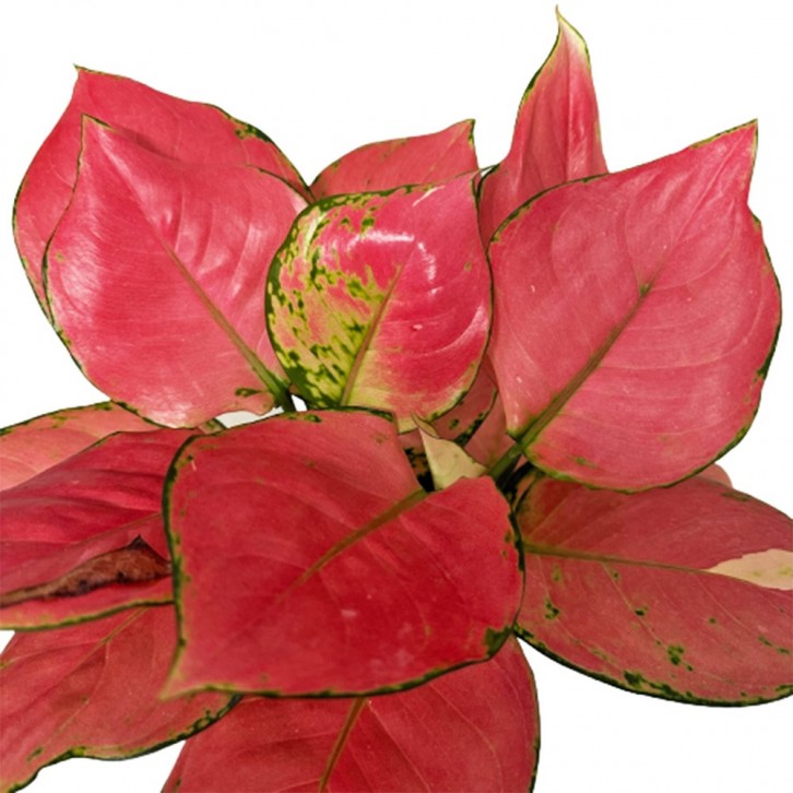 Aglaonema 'Lady Valentine'