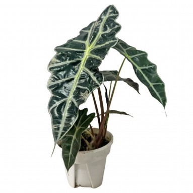 Alocasia Amazonica