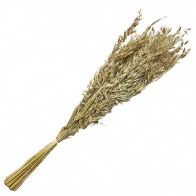 Preserved Avena