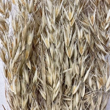 Preserved Avena