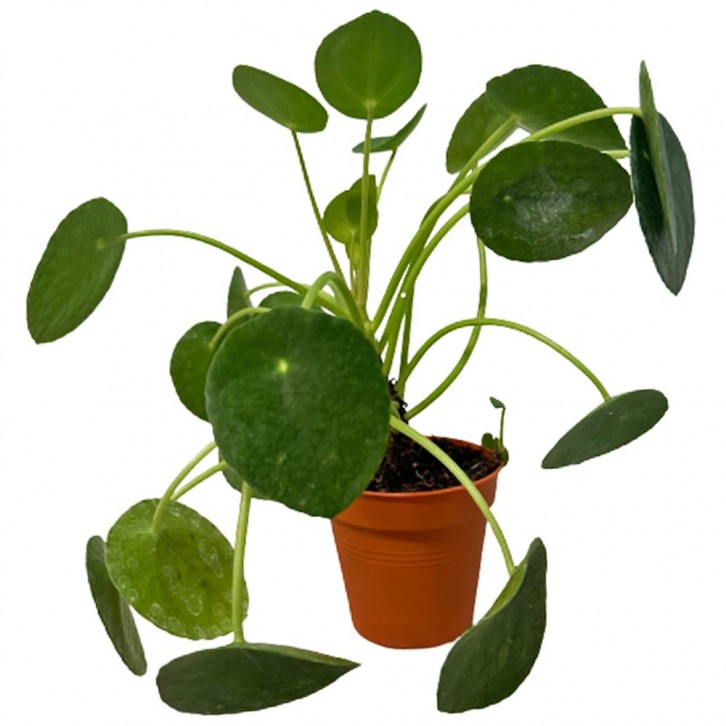 Peperomia Polybotrya ‘Raindrop’