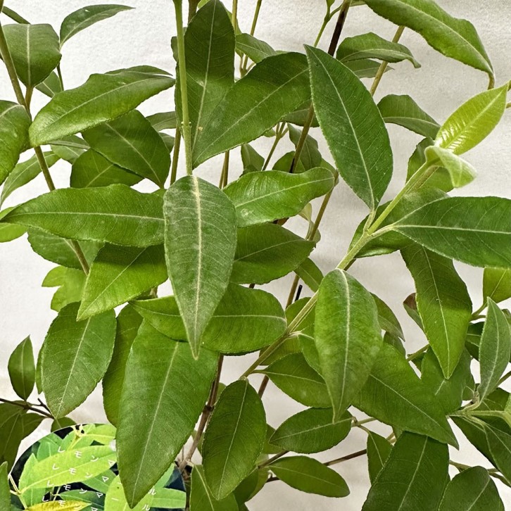 Lemon Myrtle 檸檬香桃 (Backhousia Citriodora)