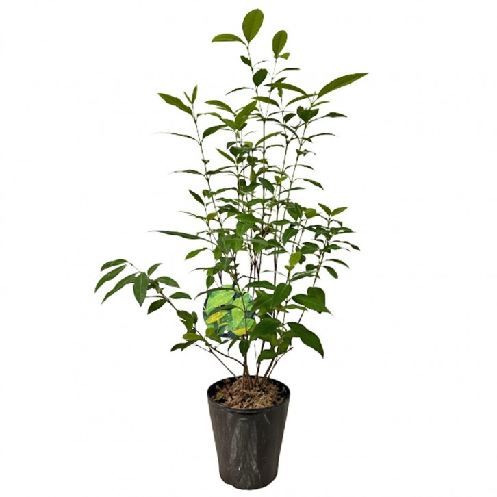 Lemon Myrtle 檸檬香桃 (Backhousia Citriodora)