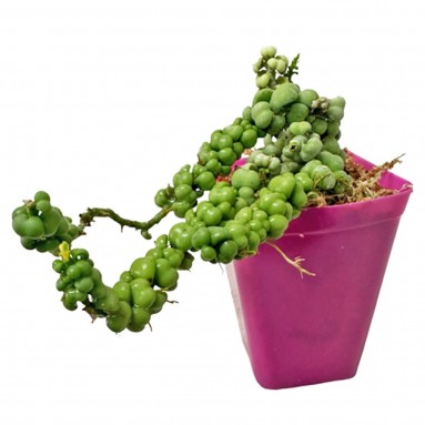 Dischidia (Dragon Jade)