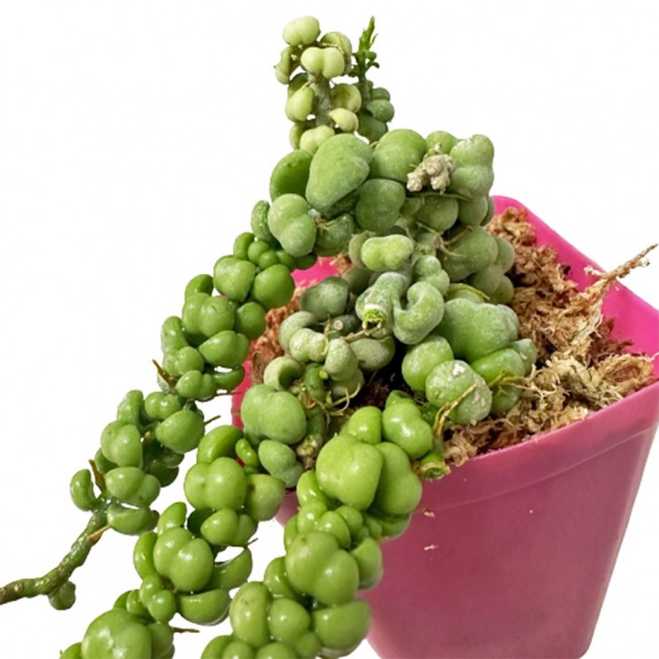 Dischidia (Dragon Jade)