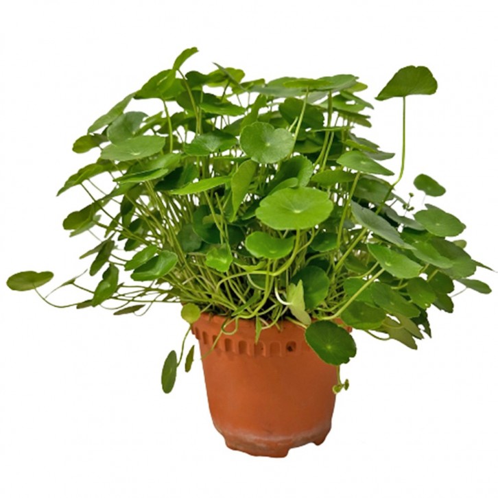 Hydrocotyle Vulgaris (Copper Coin)