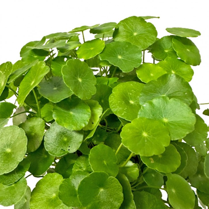 Hydrocotyle Vulgaris (Copper Coin)