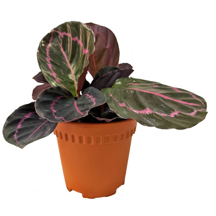 Calathea Roseopicta (Dottie)