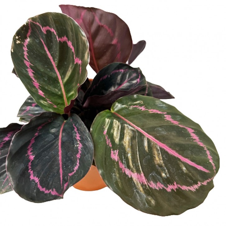 Calathea Roseopicta (Dottie)