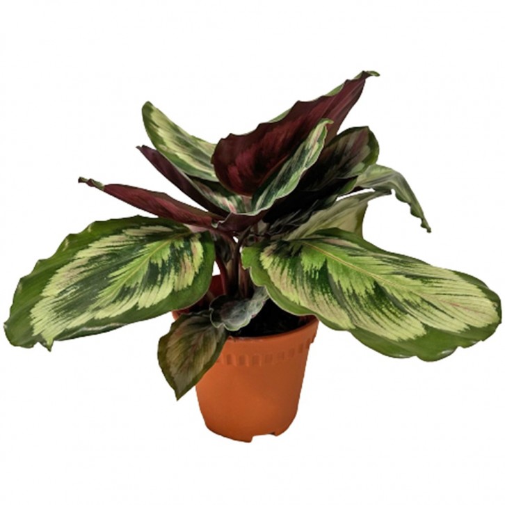 Calathea Roseopicta 'Medallion'