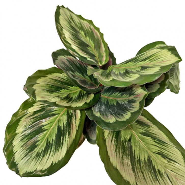 Calathea Roseopicta 'Medallion'