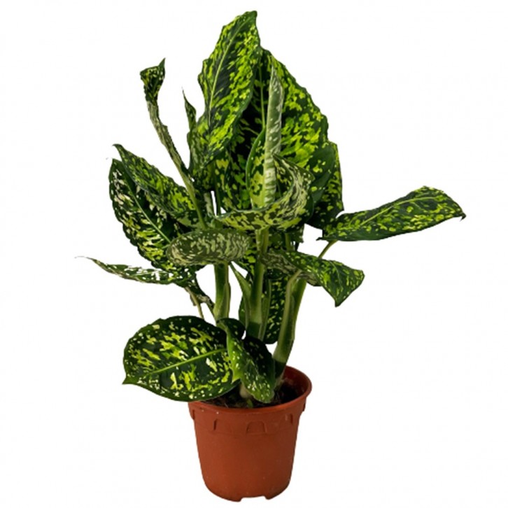 Dieffenbachia Cheetah (Dumbcane)
