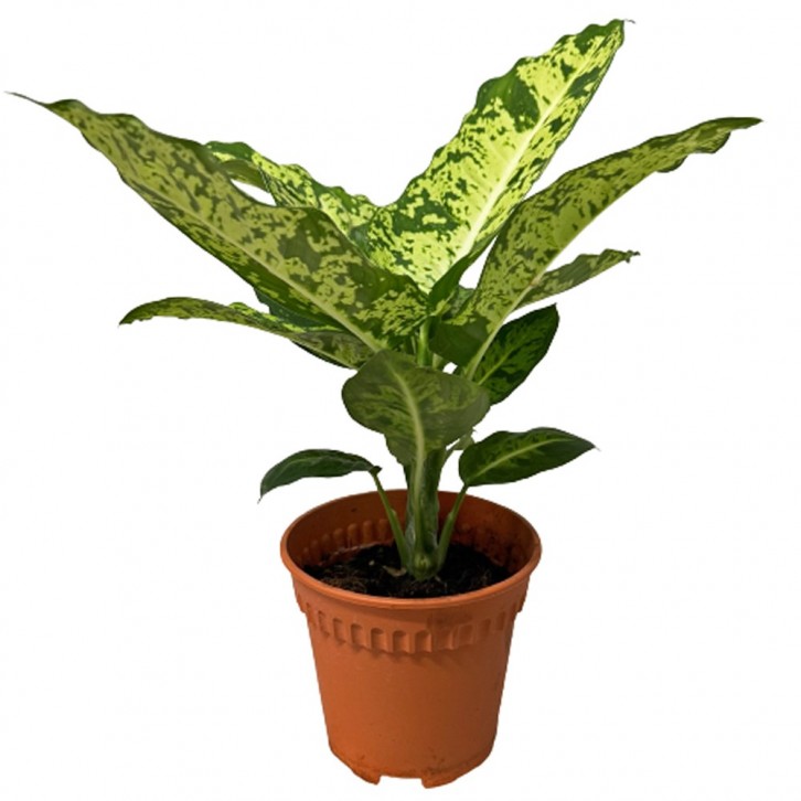 Dieffenbachia 'Sparkle' (Dumbcane)