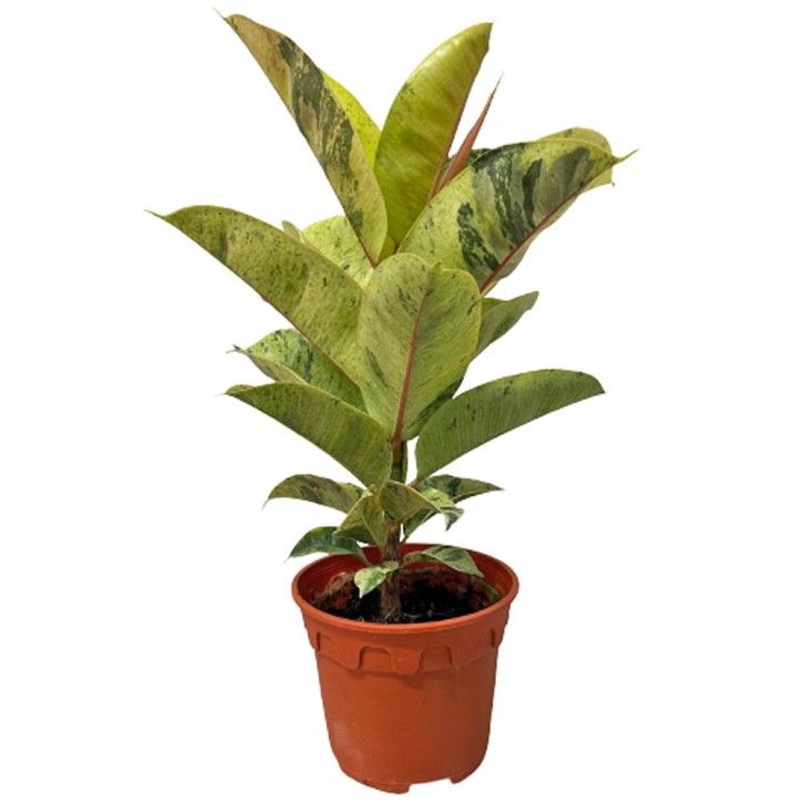 Ficus Elastica 'Shivereana'