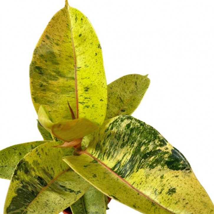 Ficus Elastica 'Shivereana'