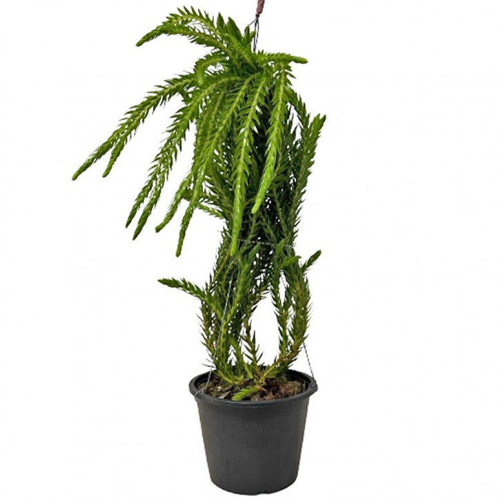 Huperzia Phlegmaria (Tassel Ferns)