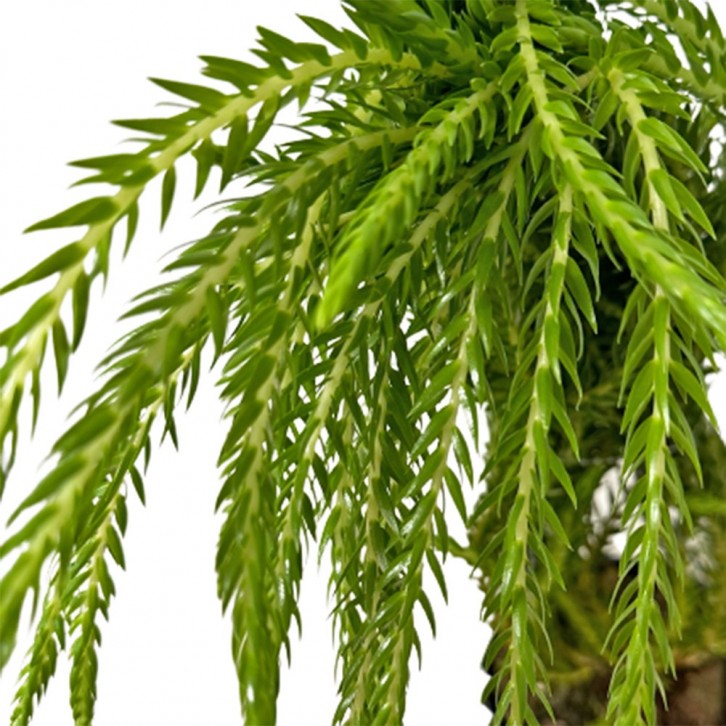 Huperzia Phlegmaria (Tassel Ferns)