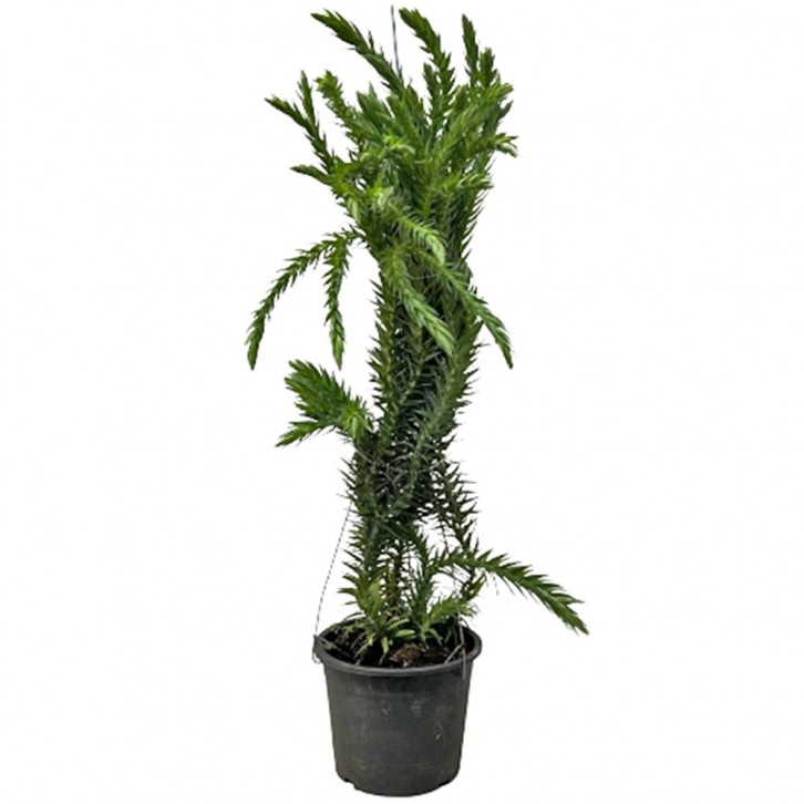 Huperzia Phlegmaria (Tassel Ferns)