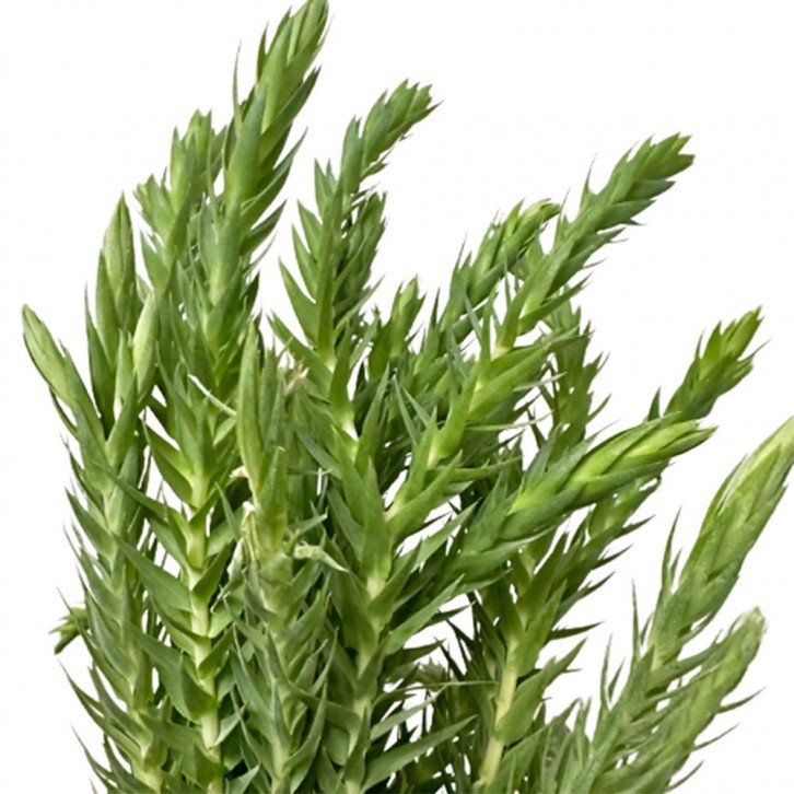 Huperzia Phlegmaria (Tassel Ferns)