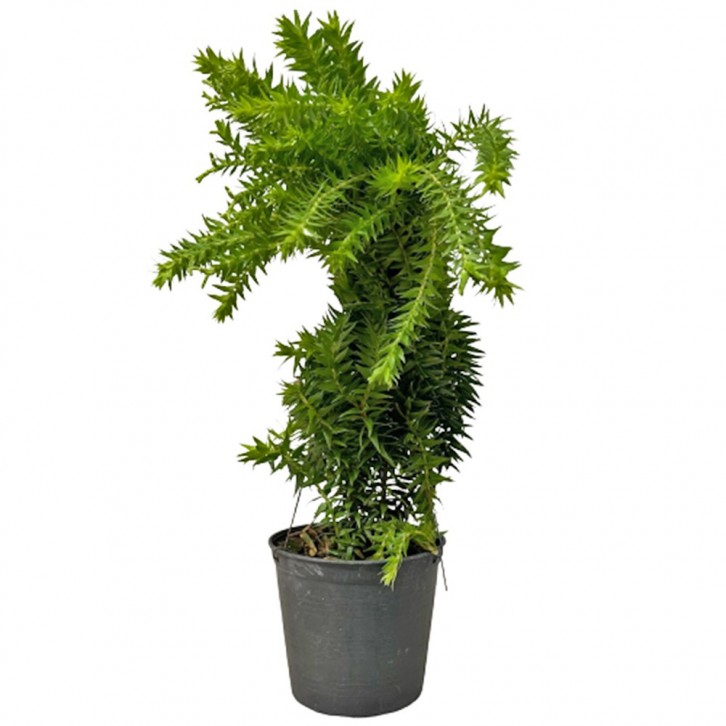 Huperzia Phlegmaria (Tassel Ferns)